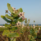 Calotropis Scarves – Plant-Based Warmth, Naturally Crafted (25" width x 75" Length)