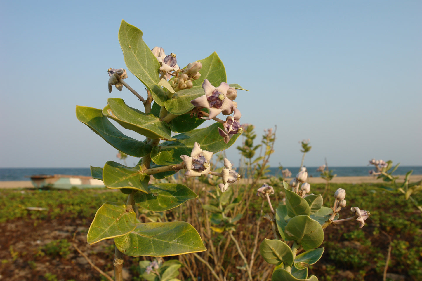 Calotropis Scarves – Plant-Based Warmth, Naturally Crafted (25" width x 75" Length)
