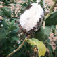 Calotropis Scarves – Plant-Based Warmth, Naturally Crafted (25" width x 75" Length)