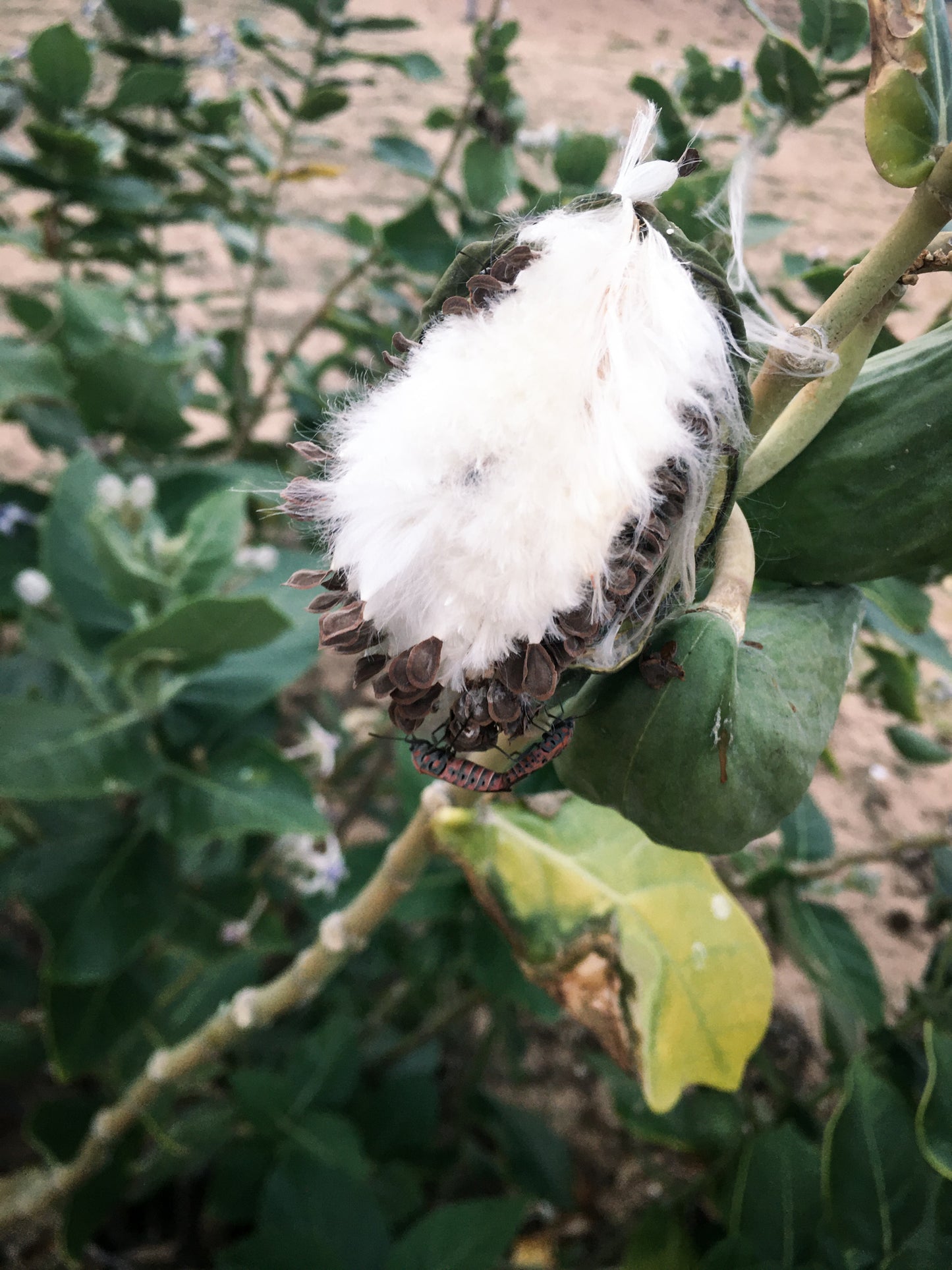 Calotropis Scarves – Plant-Based Warmth, Naturally Crafted (25" width x 75" Length)